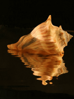 animaciya 240 320 Ocean 23.gif